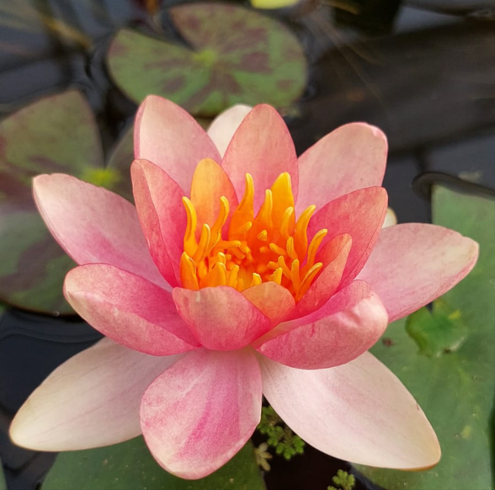 Nymphaea 'Aurora' - winterharte Seerose
