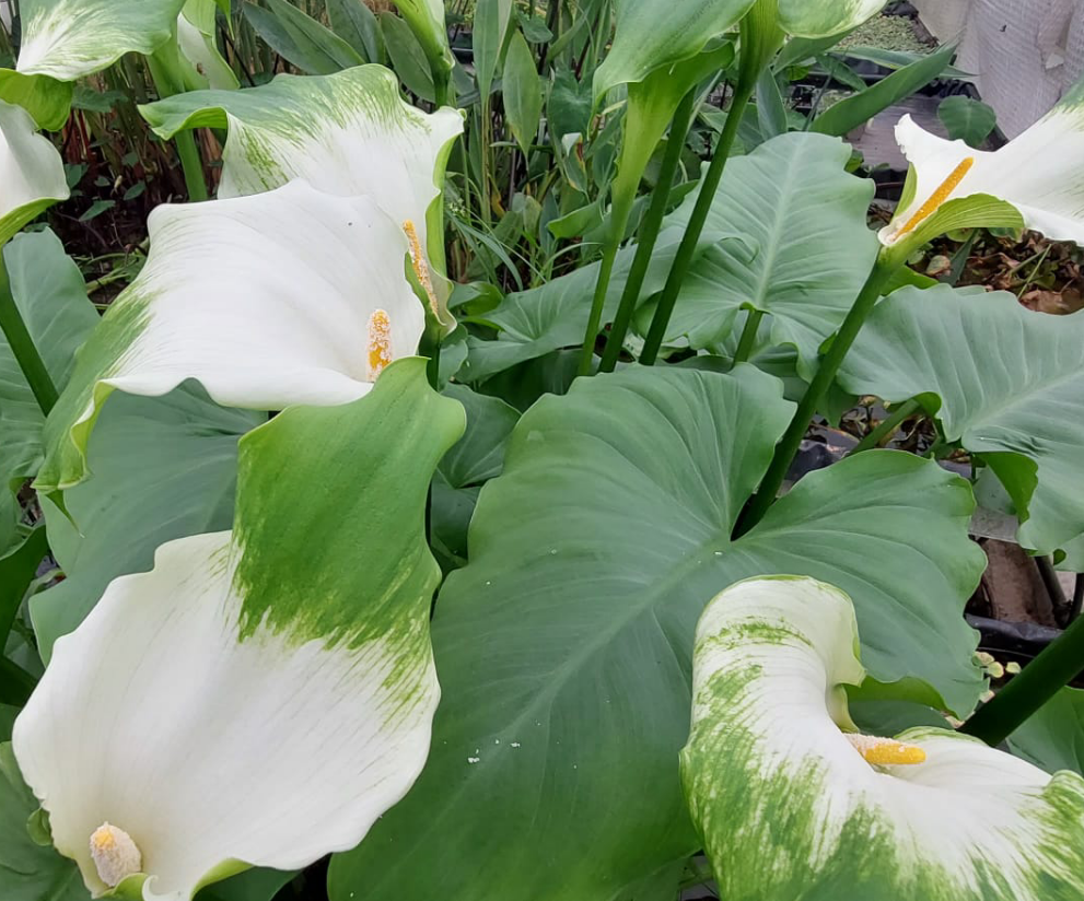 Zantedeschia aeth. 'Green Goddess' - afrikanische Kalla