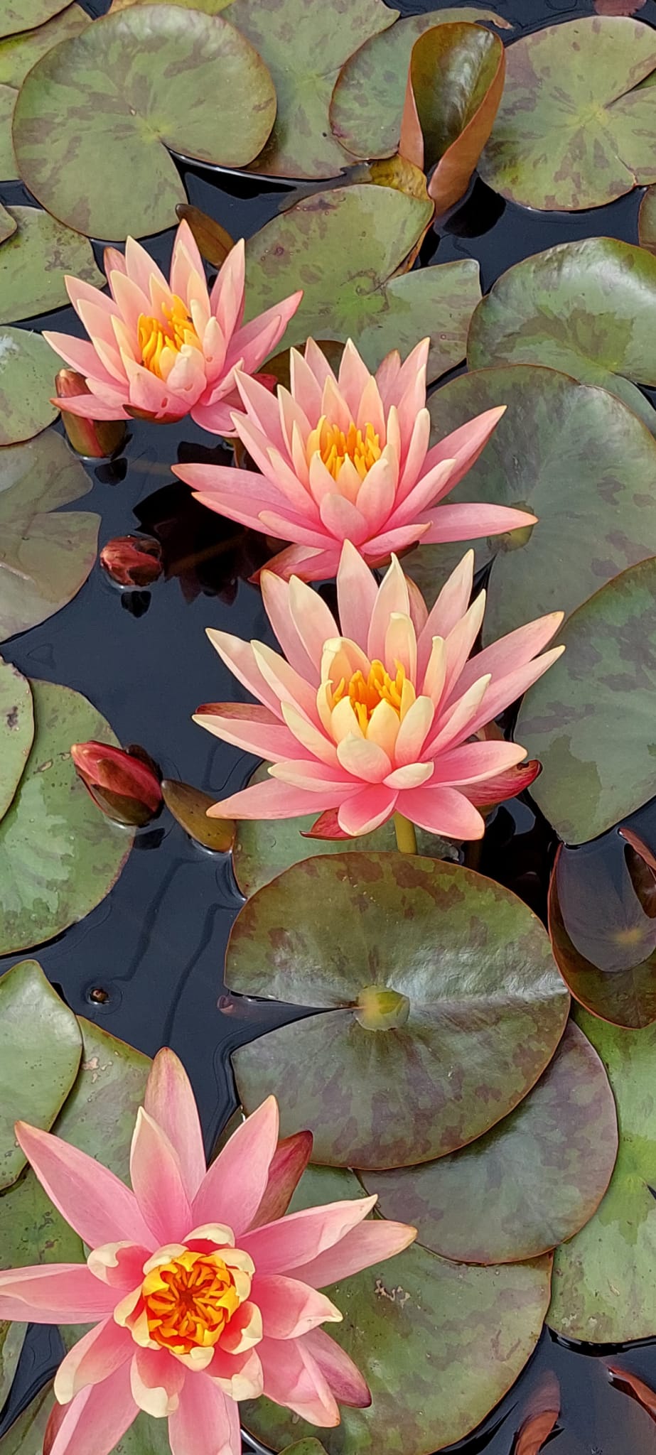 Nymphaea 'Georgia Peach' - winterharte Seerose