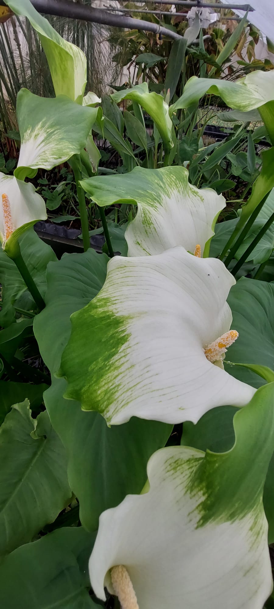 Zantedeschia aeth. 'Green Goddess' - afrikanische Kalla