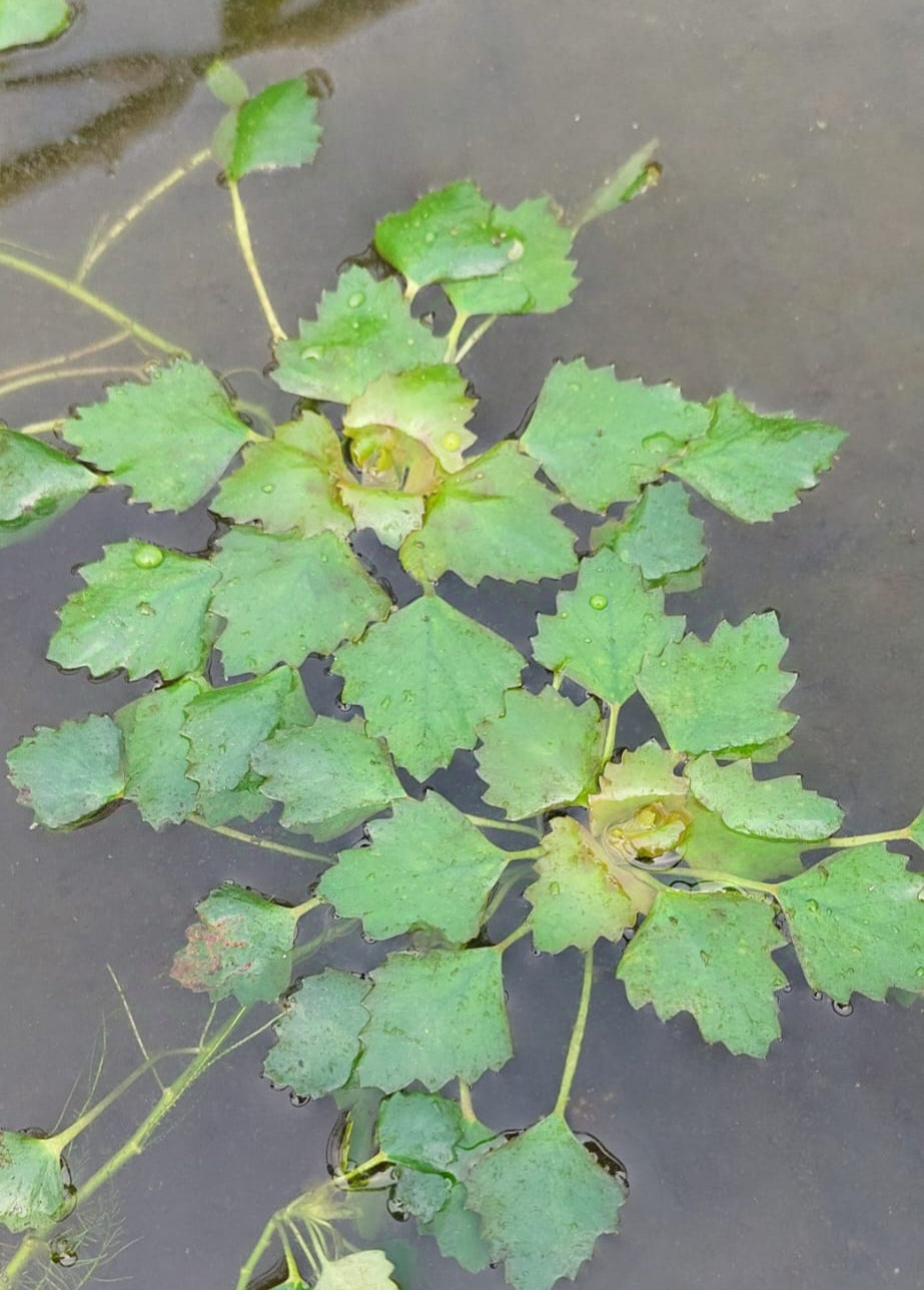 Trapa bicornis - asiatische Wassernuss