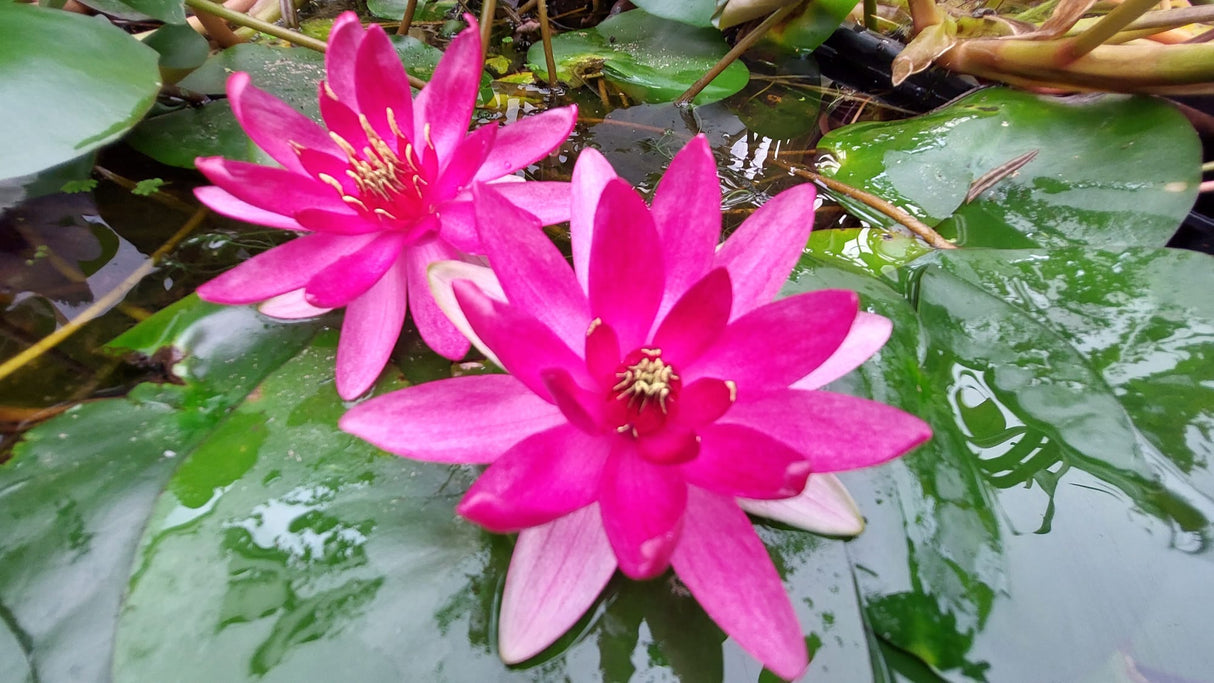 Nymphaea 'Xaifei' - winterharte Seerose