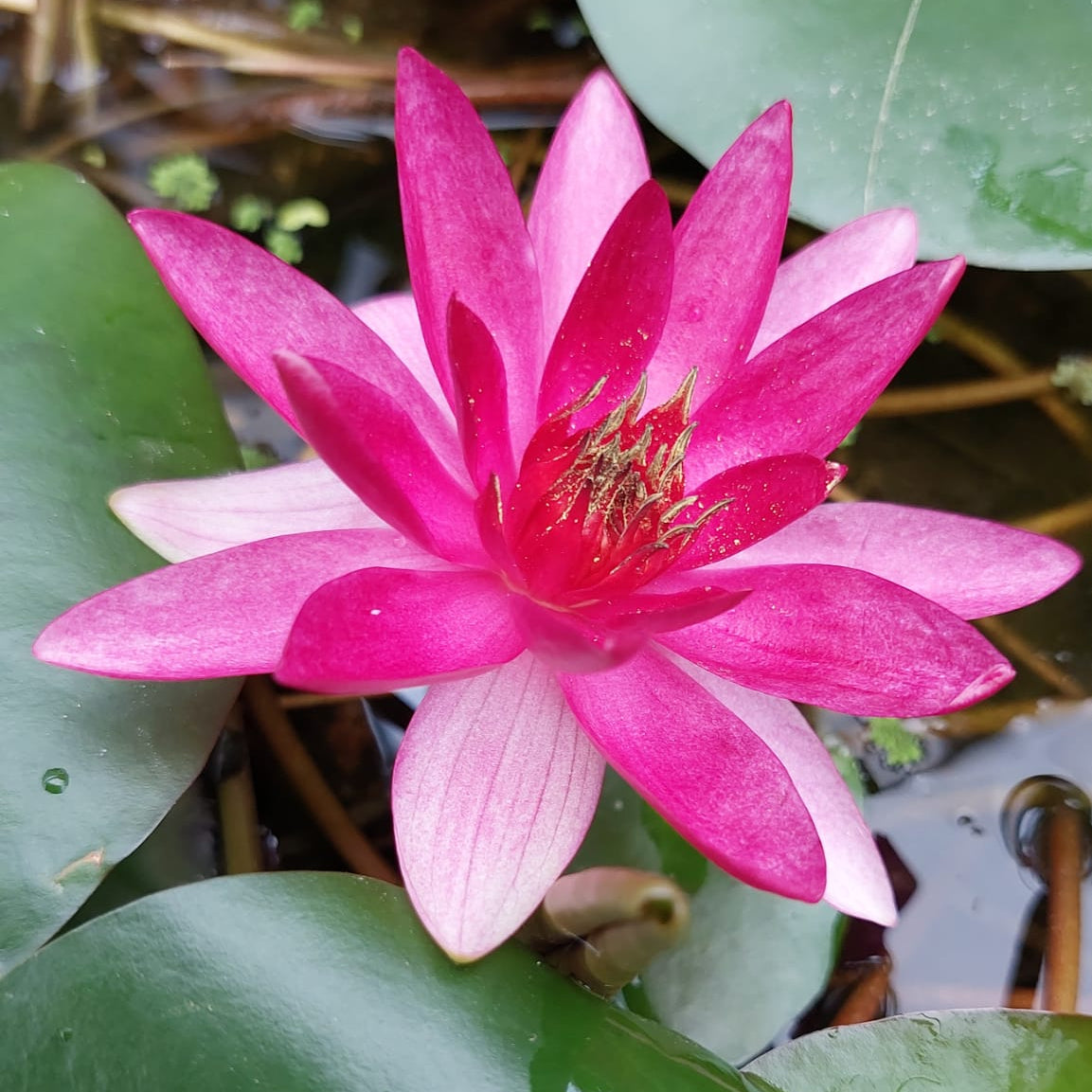 Nymphaea 'Xaifei' - winterharte Seerose