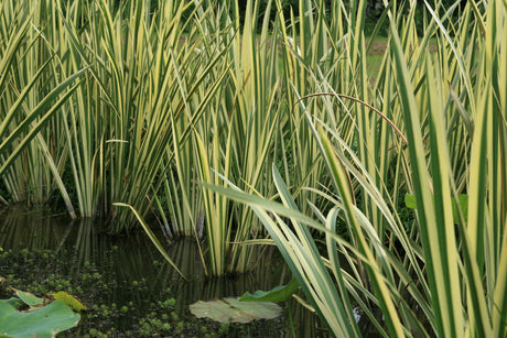 Acorus-calamus-Variegata_8383