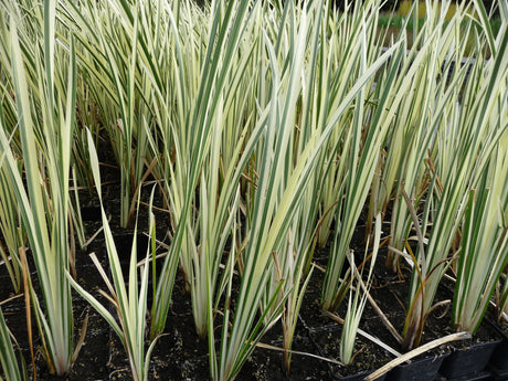 Acorus-calamus-`Variegatus-610