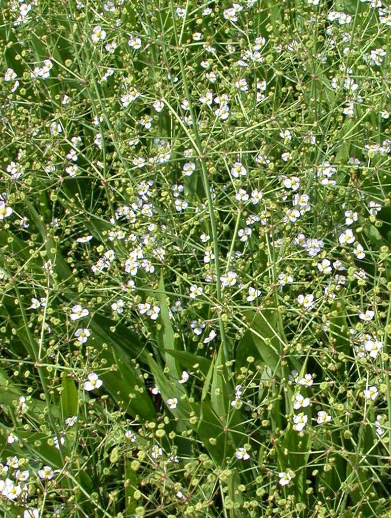 Alisma-lanceolata-045