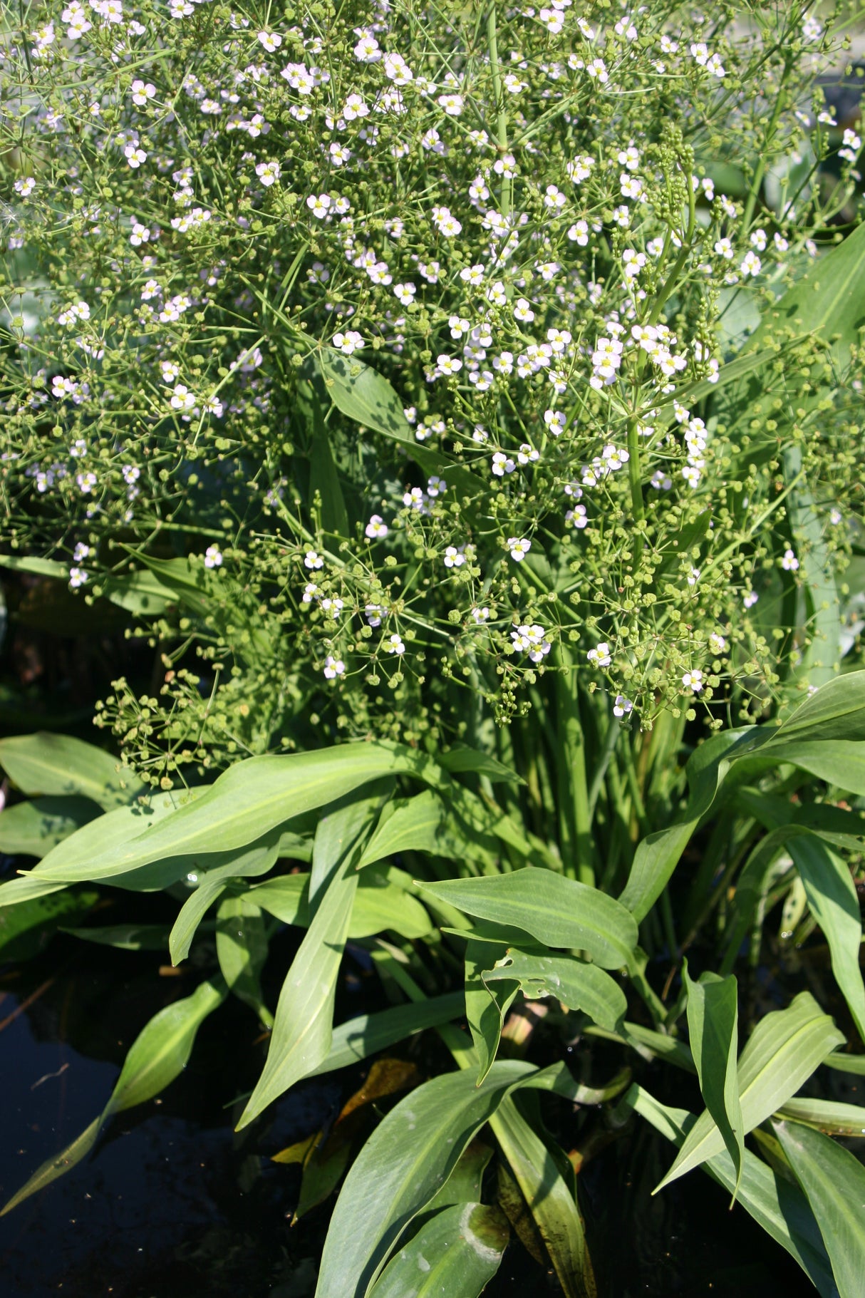 Alisma-lanceolata-4927