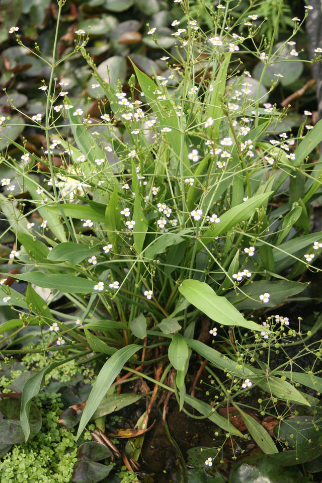 Alisma-lanceolata-7569