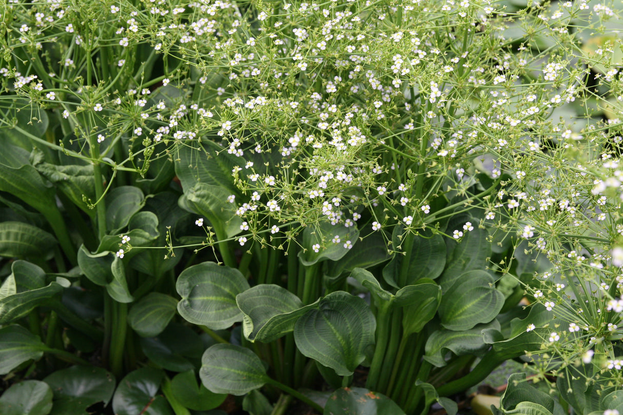 Alisma-parviflora_0219