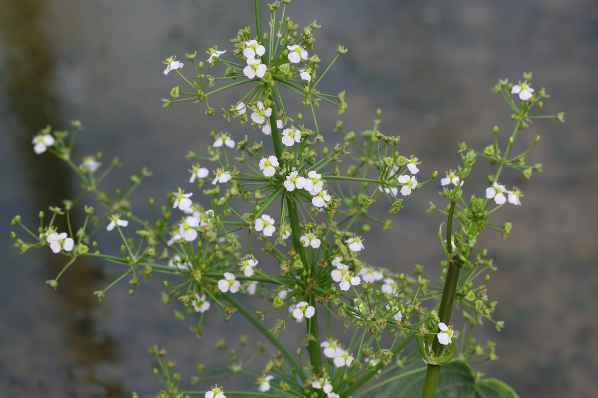 Alisma-parviflora_1240