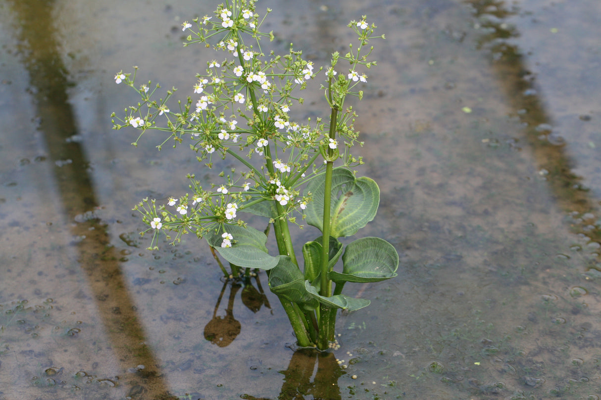 Alisma-parviflora_1242