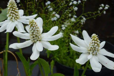 Anemopsis-californica-0194