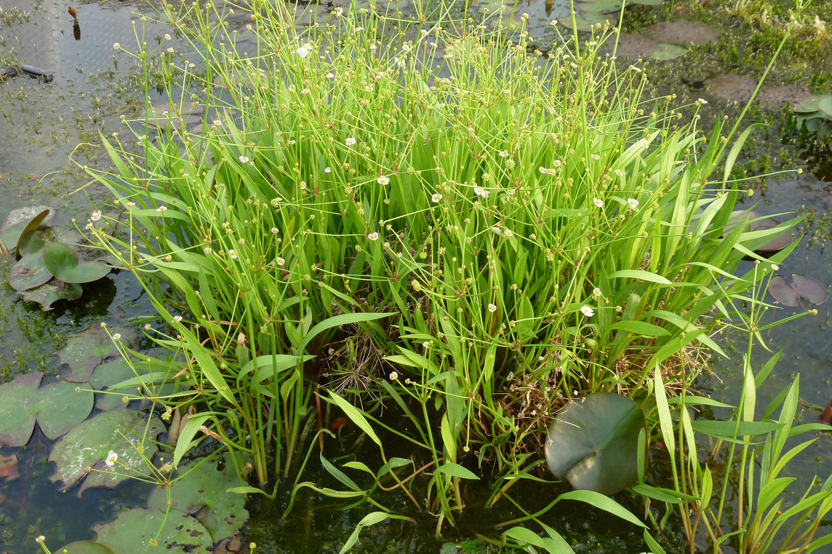 Baldellia-ranunculoides-0813