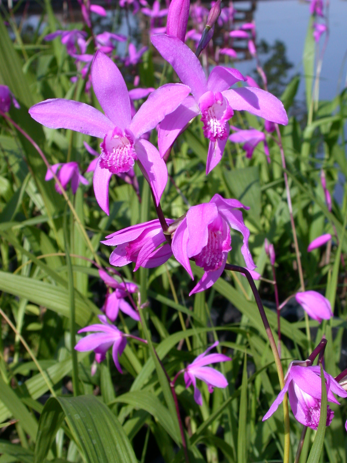 Bletilla-striata-082