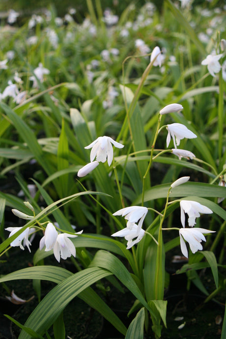 Bletilla-striata-`Alba-1505