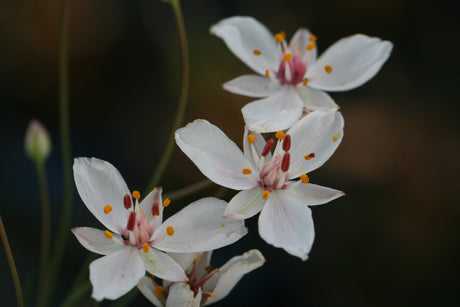 Butomus-umbellatus-Schneeweisschen_1179