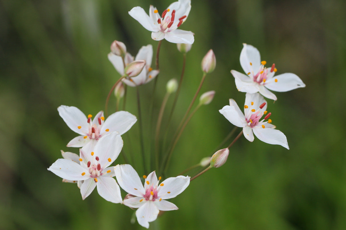 Butomus-umbellatus-Schneeweisschen_1181