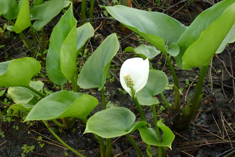 Calla-palustris-0910