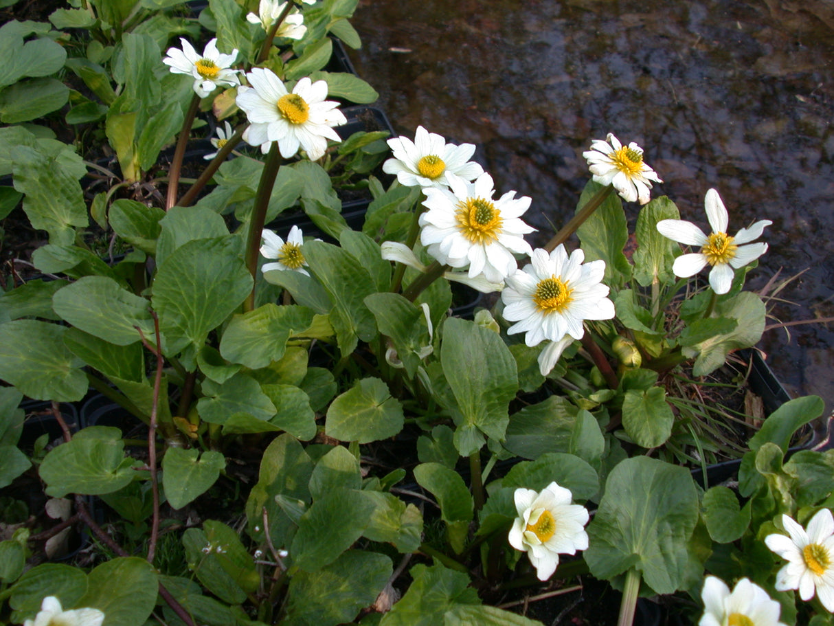 Caltha-leptosepala-26