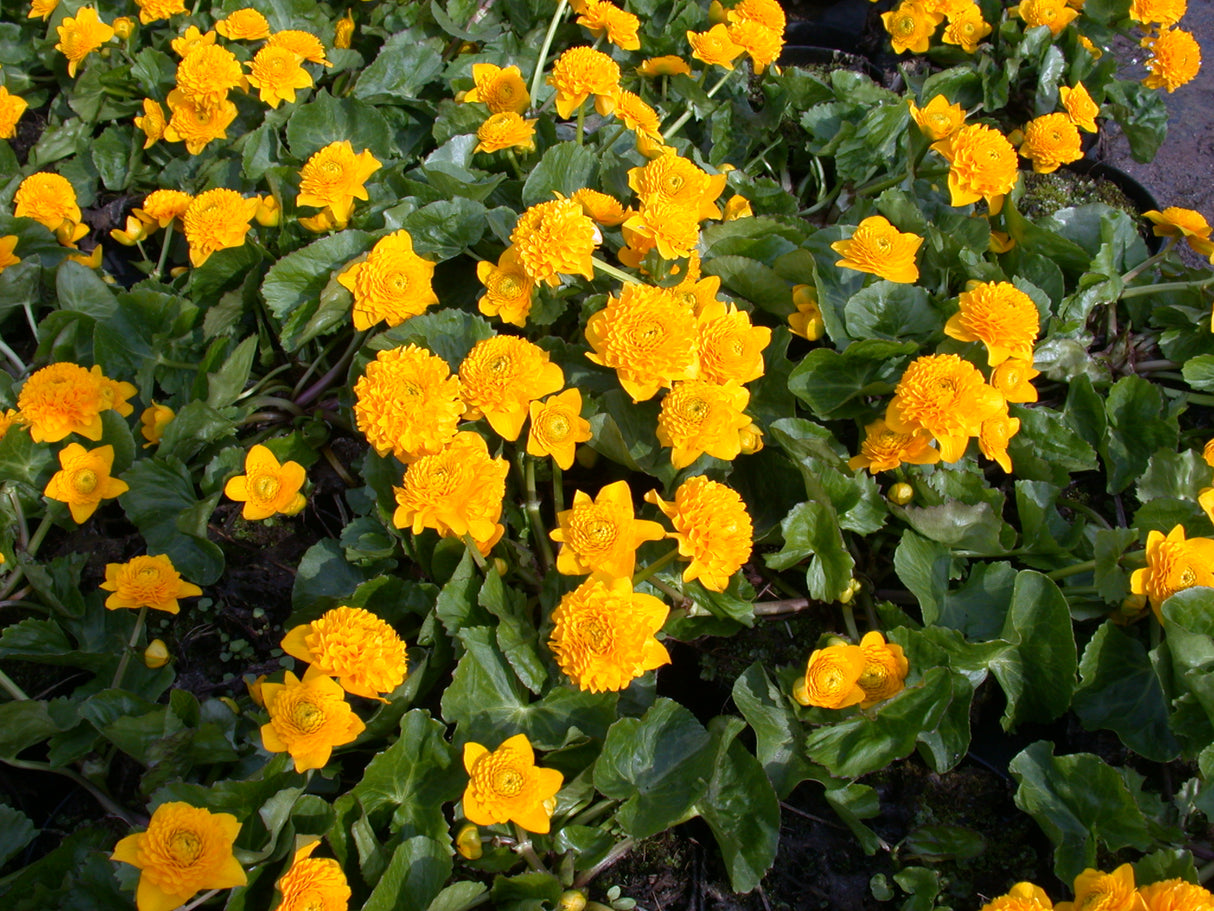 Caltha-pal-Plena-097