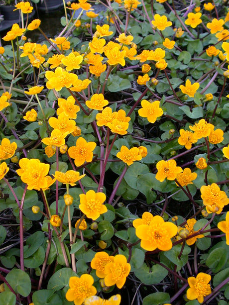 Caltha-pal-`Goldschale-29