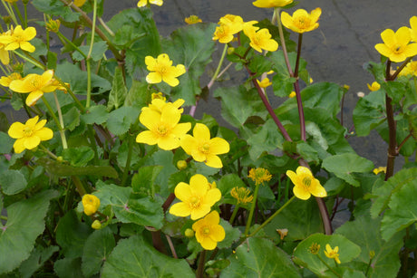 Caltha-palustris-0756