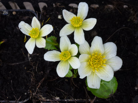 Caltha-palustris-Alba-P1040338