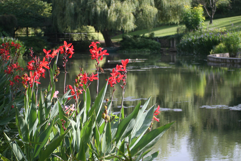 Canna-glauca-Endeavour-299