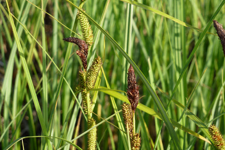 Carex-acutiformis-0964