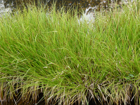 Carex-elongata-114