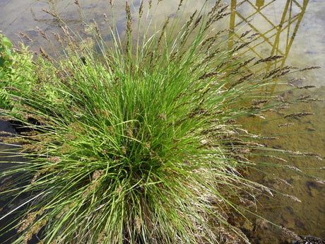 Carex-paniculata-064