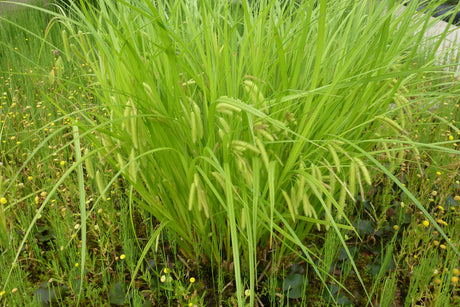 Carex-pseudocpyerus-0885