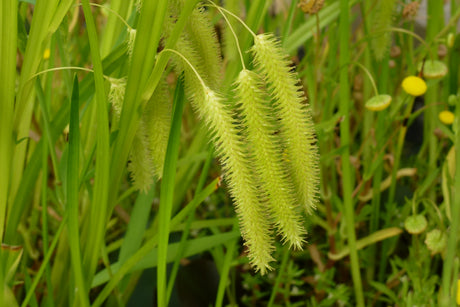 Carex-pseudocpyerus-0887