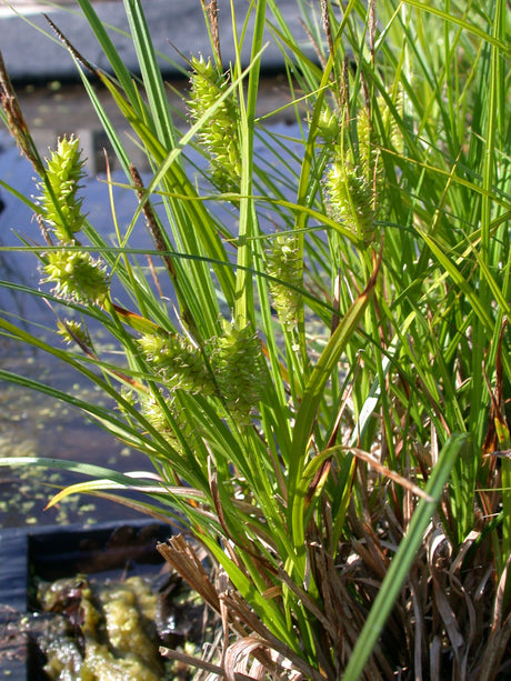 Carex-vesicaria-083