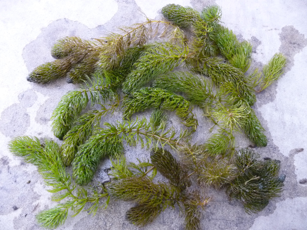 Ceratophyllum-demersum-030