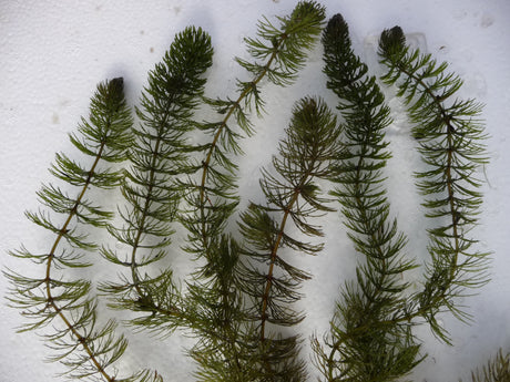 Ceratophyllum-demersum-061