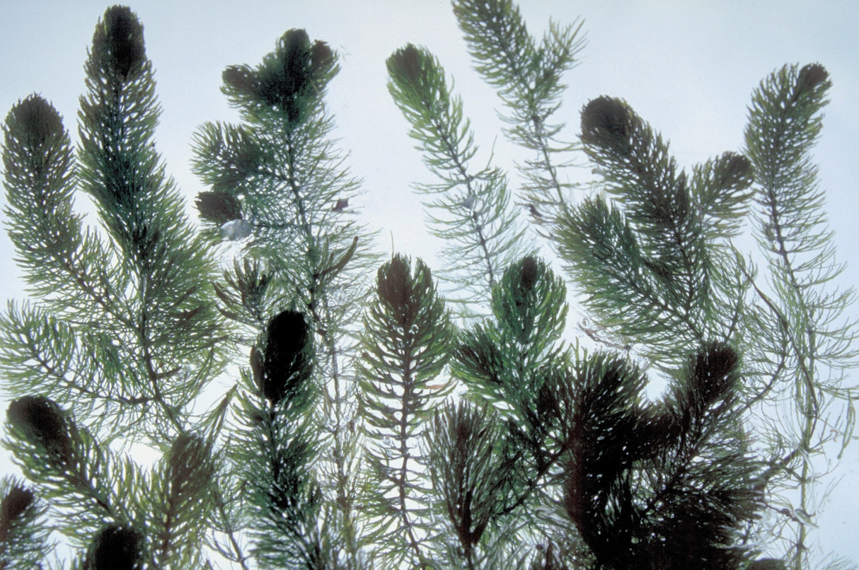 Ceratophyllum-demersum-38