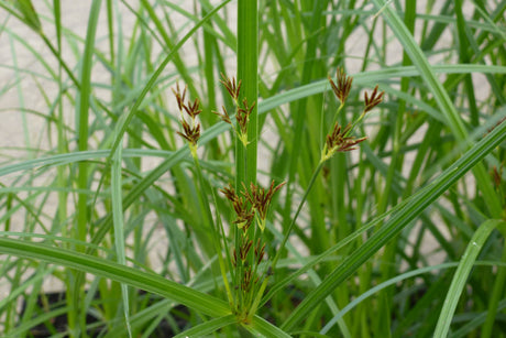 Cyperus-longus-0873