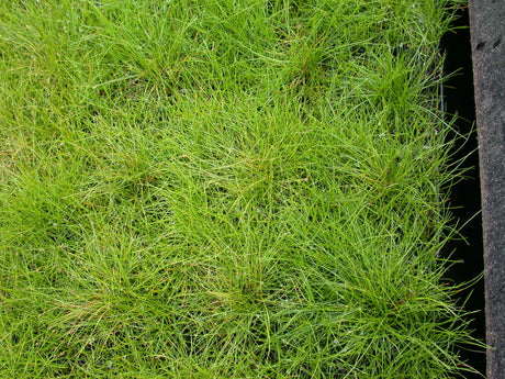 Eleocharis-acicularis-04