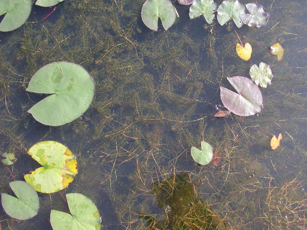 Elodea-canadensis-02954f82c7130bf4
