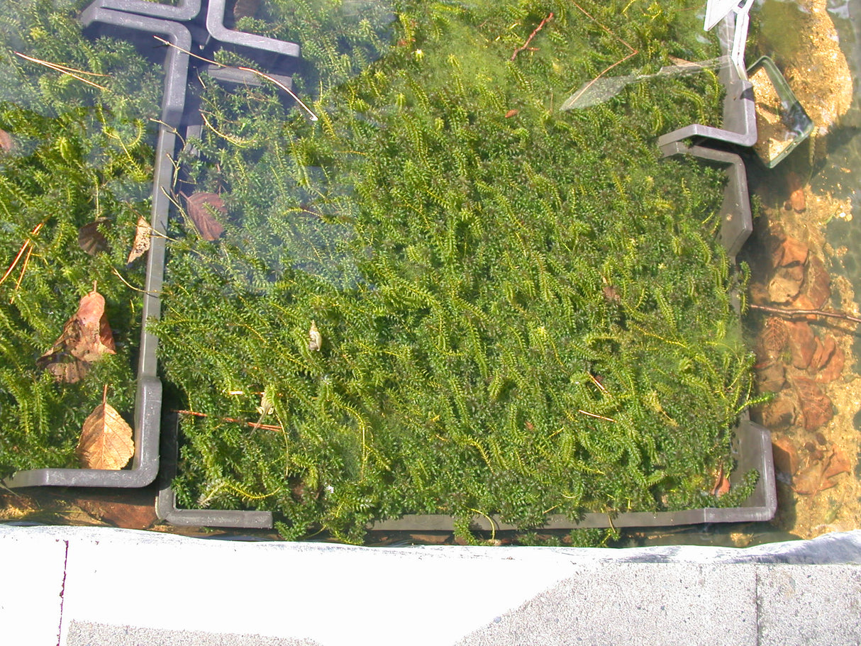 Elodea-canadensis-7