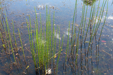 Equisetum-fluviatile-0063