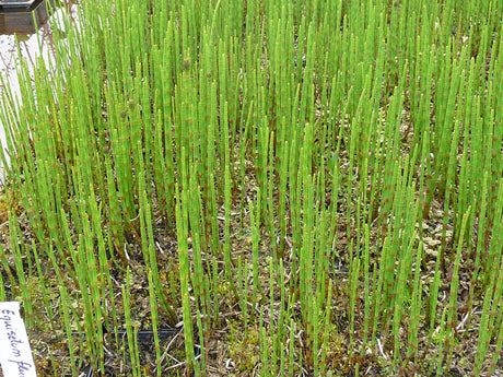 Equisetum-fluviatile-178