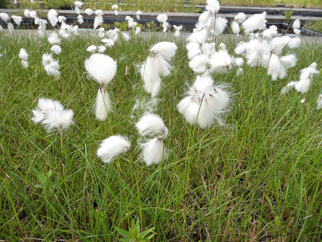 Eriophorum-angustifolium-152