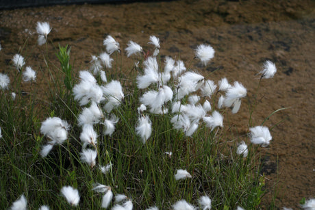 Eriophorum-angustifolium-1779