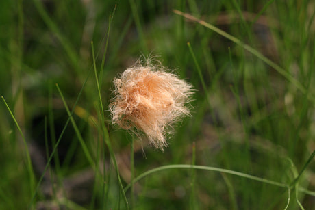 Eriophorum-russeolum_1075