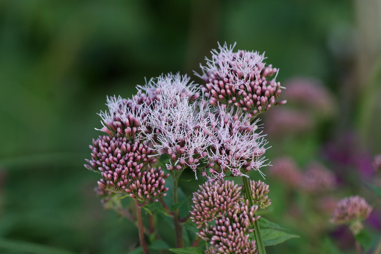 Eupatorium-cannabinum-1105