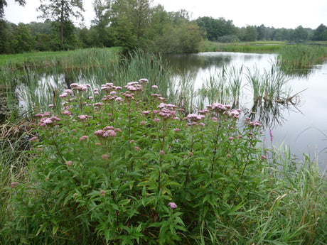 Eupatorium-cannabinum-140