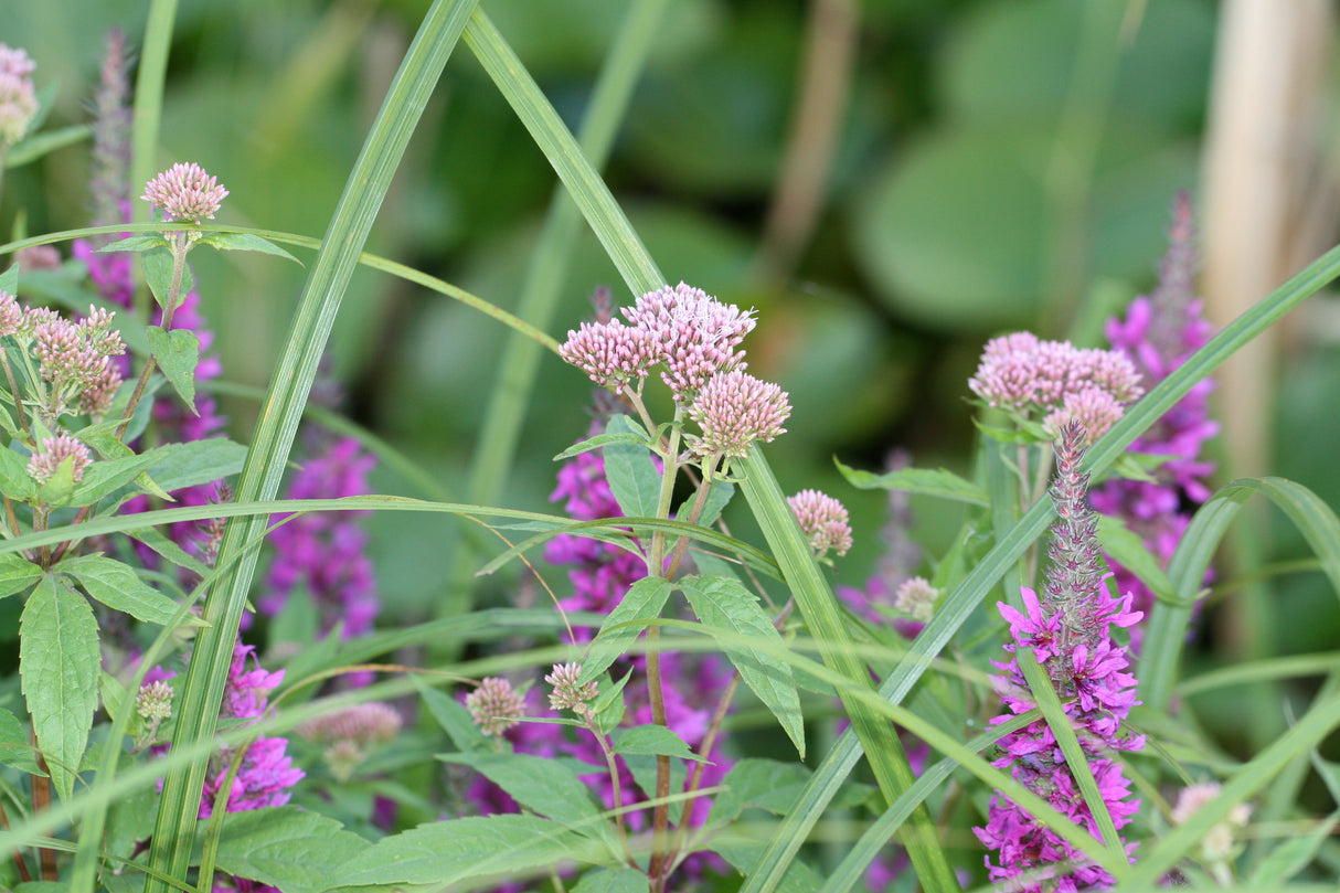Eupatorium-cannabinum_1106