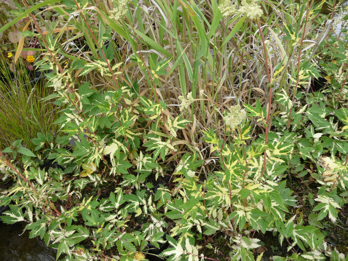 Filipendula-ulmaria-Variegata-040
